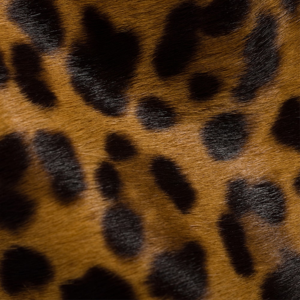 Miu Miu Printed leather pouch - Honey